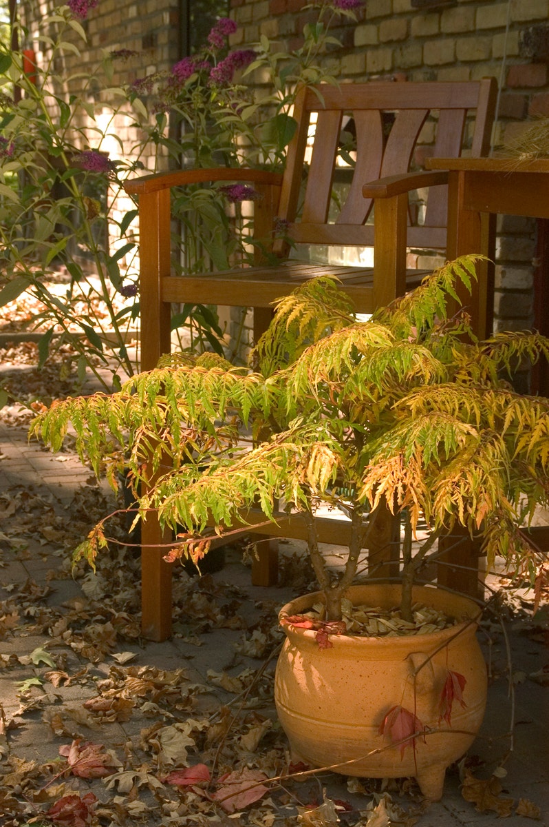 Fluweelboom (Rhus typhina 'Tiger Eyes)