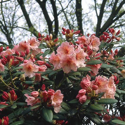 Rhododendron (Rhododendron 'Virginia Richards')