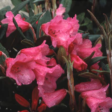 Rhododendron (Rhododendron 'Winsome')