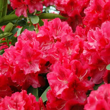 Rhododendron (Rhododendron 'Wilgen's Ruby')