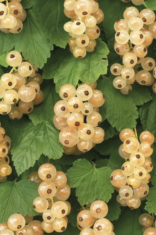 Witte bes (Ribes rubrum 'Witte Parel')