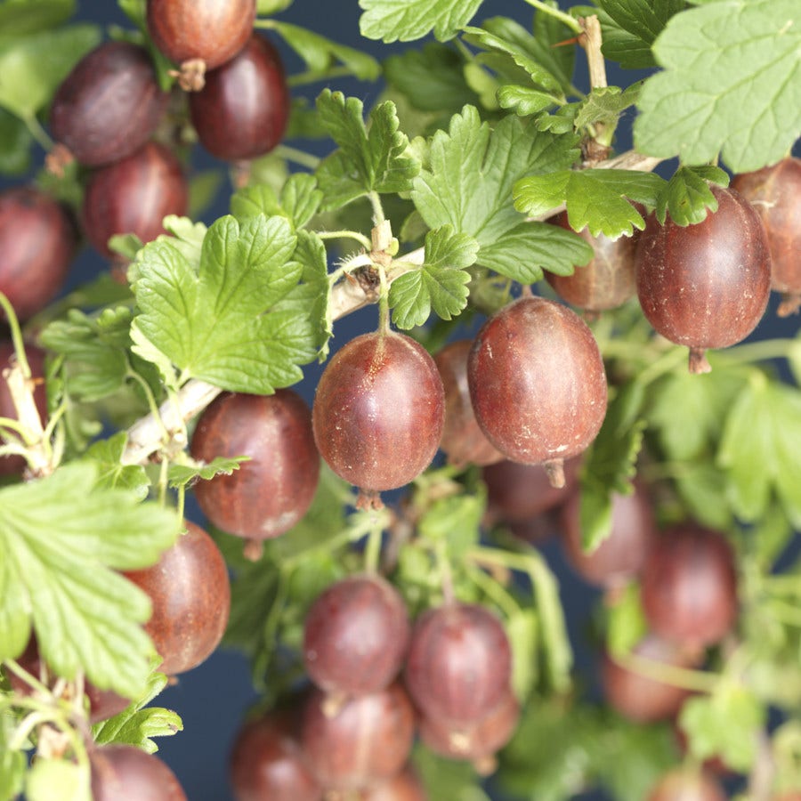 Rode Kruisbes op stam (Ribes uva-crispa 'Hinnonmaki Röd')