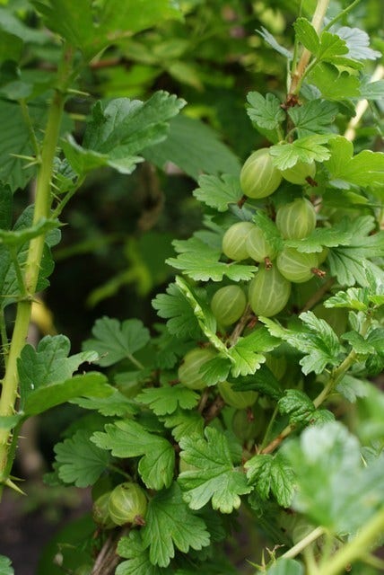 Groene Kruisbes (Ribes uva-crispa 'Hinnonmaki Grön')