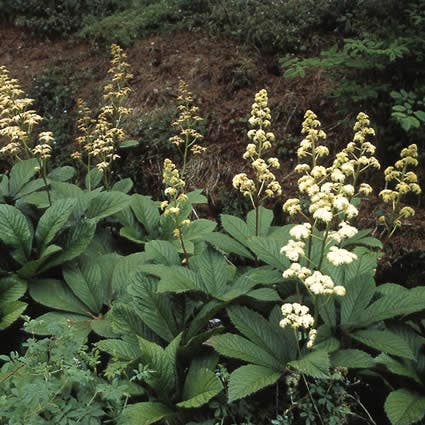 Schout-bij-nacht (Rodgersia aesculifolia)