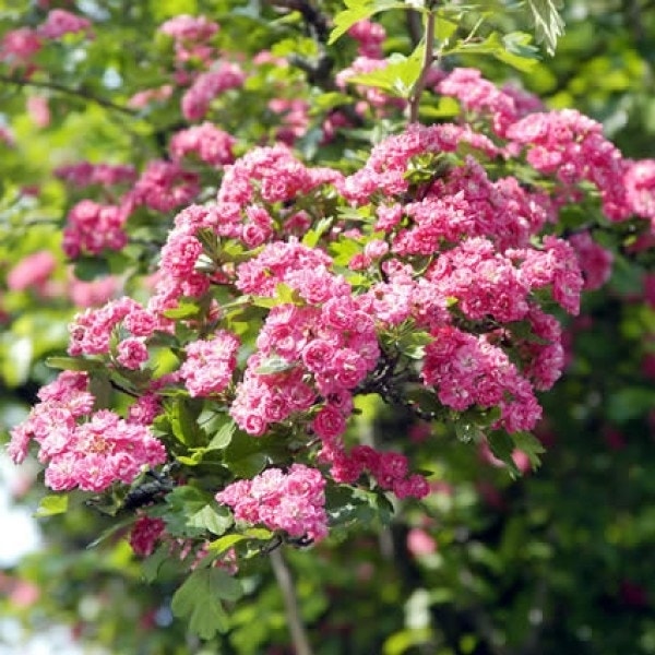 Rode Meidoorn als leiboom (Crataegus 'Paul's Scarlet')