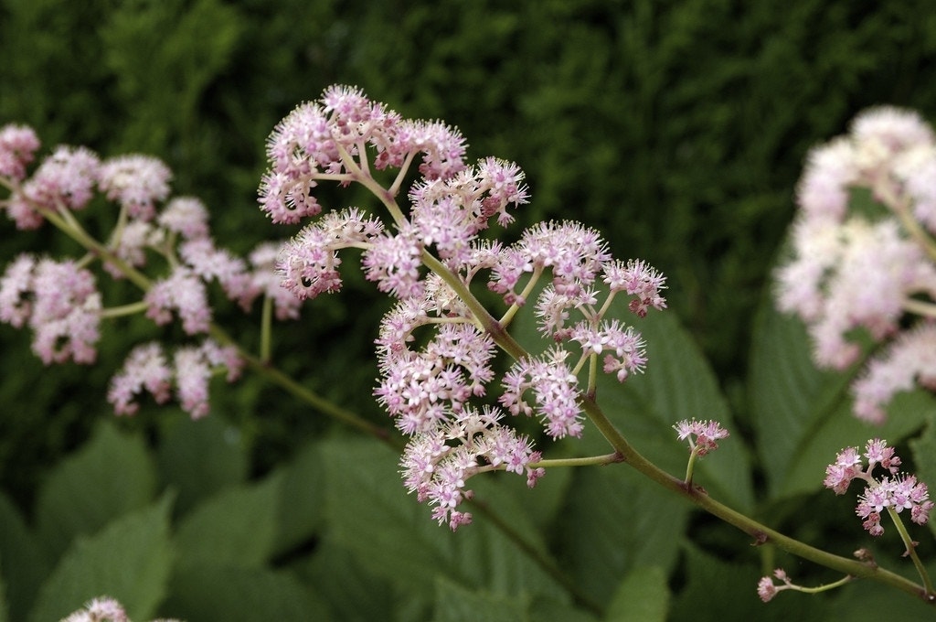 Schout-bij-nacht (Rodgersia pinnata 'Superba')