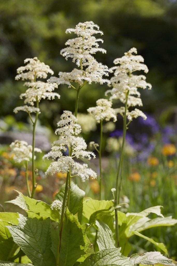 Schout-bij-nacht (Rodgersia podophylla)