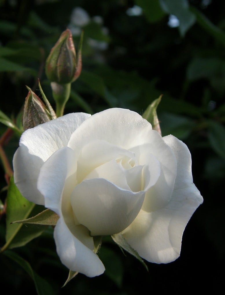 Klimroos (Rosa 'Climbing Snow Princess')