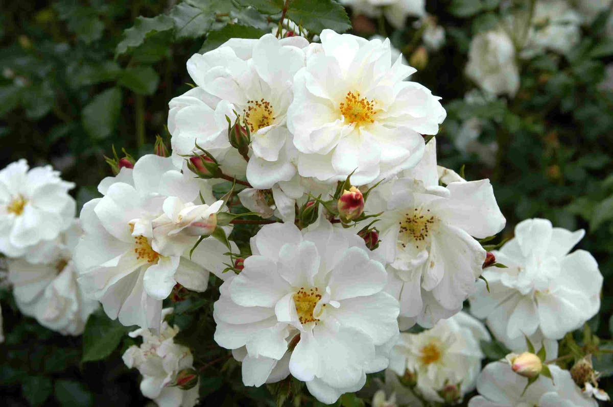 Bodembedekkende roos (Rosa 'Diamant')