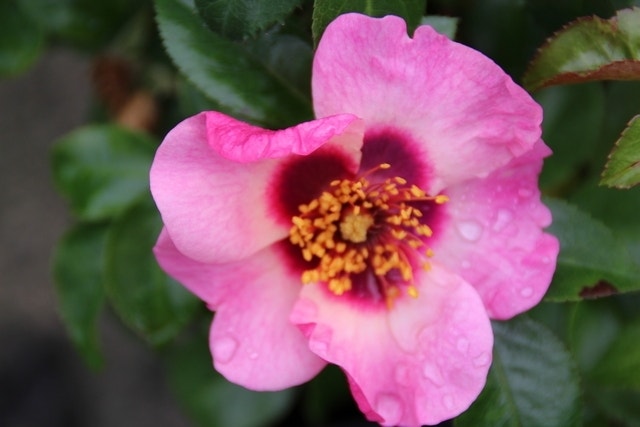 Persica roos (Rosa 'Eyes On Me')