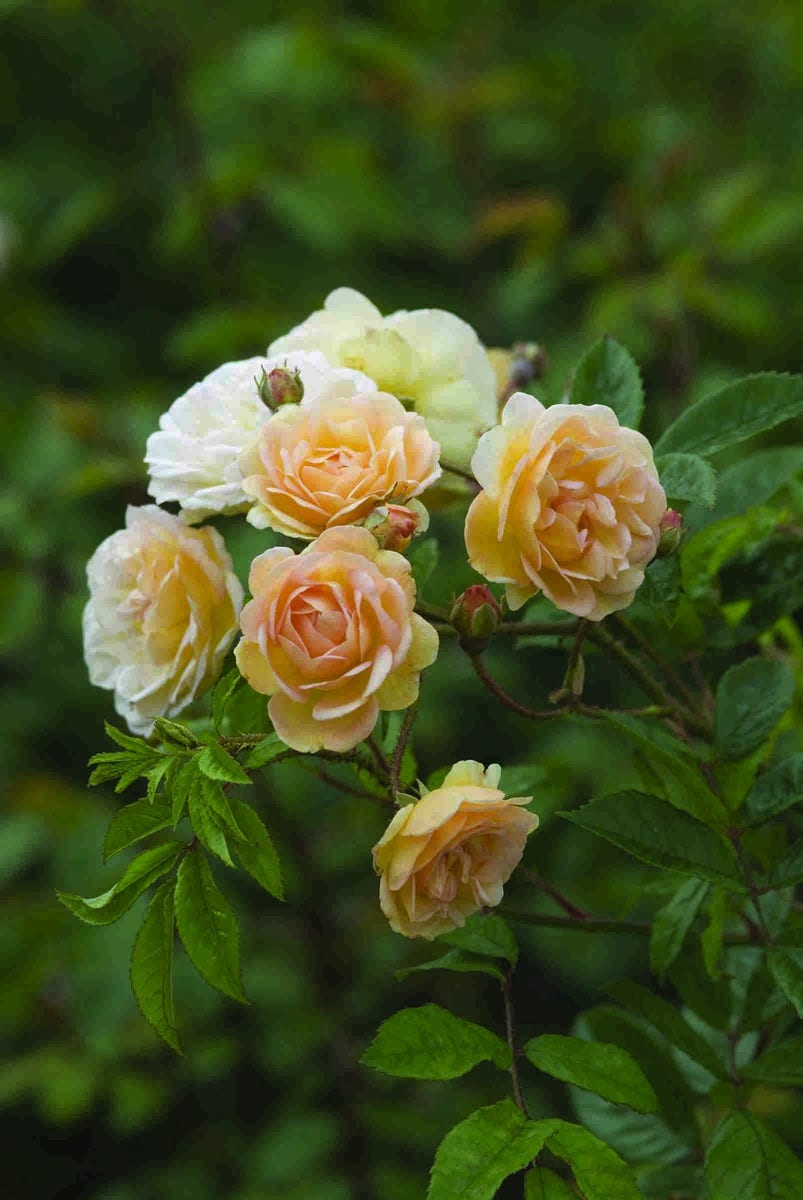 Klimroos (Rosa 'Ghislaine de Féligonde')