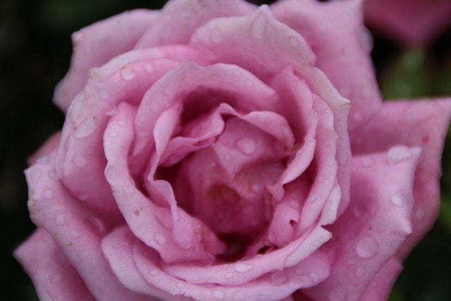 Grootbloemige Roos (Rosa 'Lila Wunder')