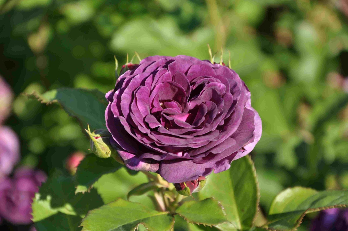 Trosroos (Rosa 'Minerva')