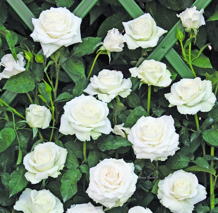 Klimroos (Rosa 'Monna Lisa')