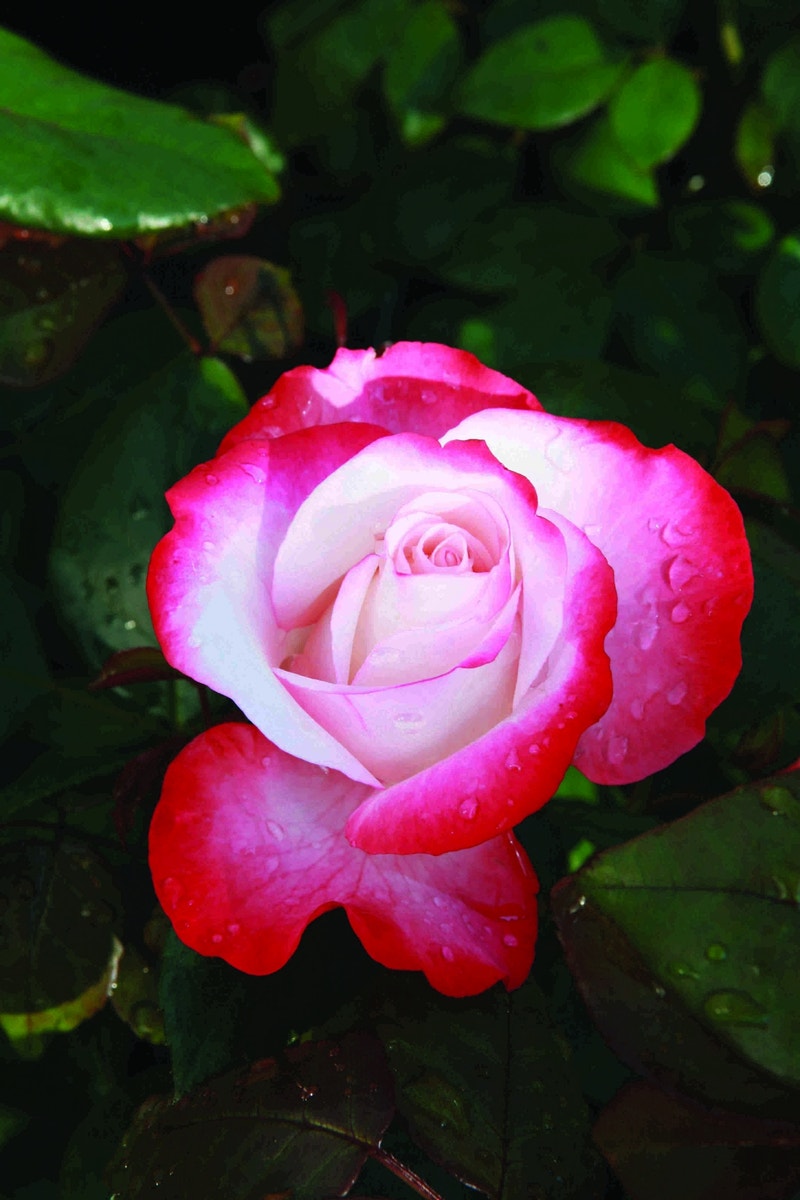 Grootbloemige Roos (Rosa 'Nostalgie')