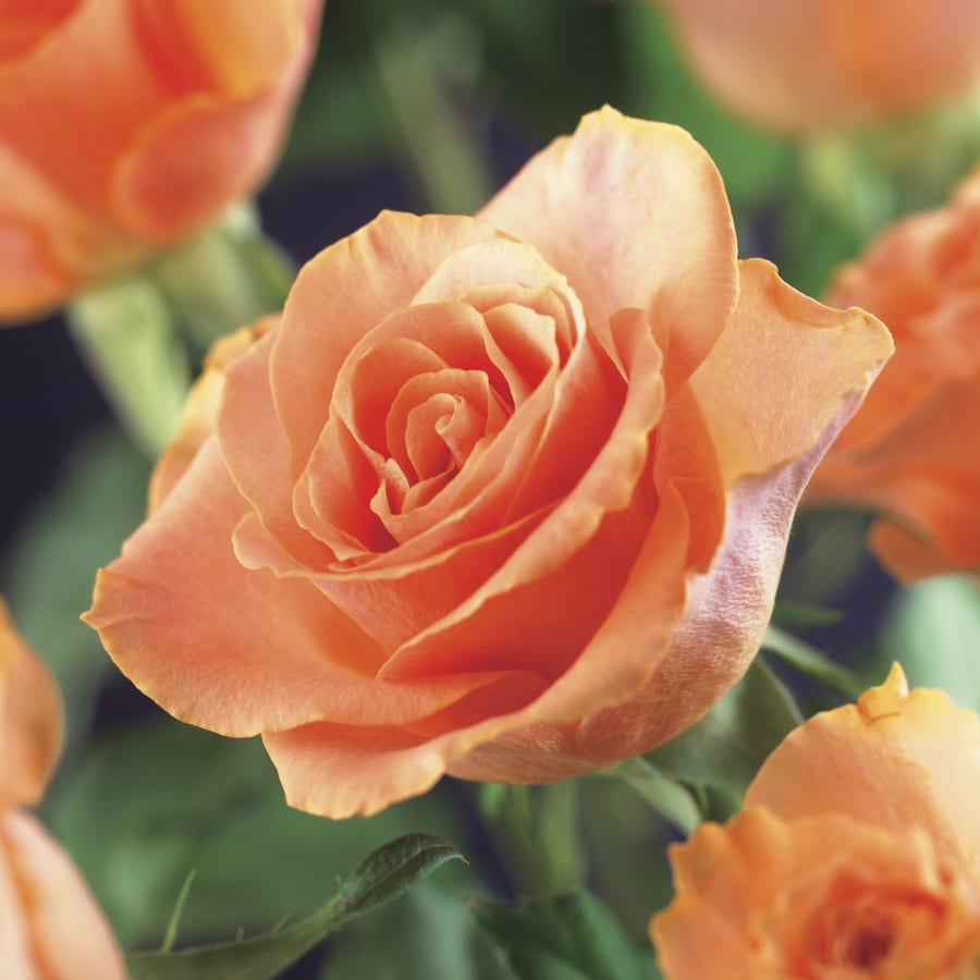 Klimroos (Rosa 'orange Climber')