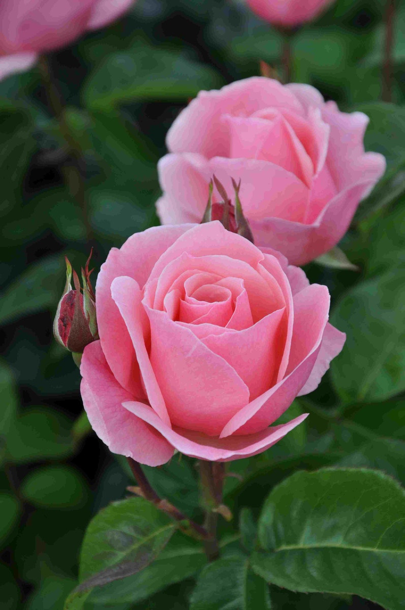 Grootbloemige roos (Rosa 'Queen Elizabeth')