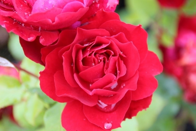 Trosroos (Rosa 'Red Wanderer')