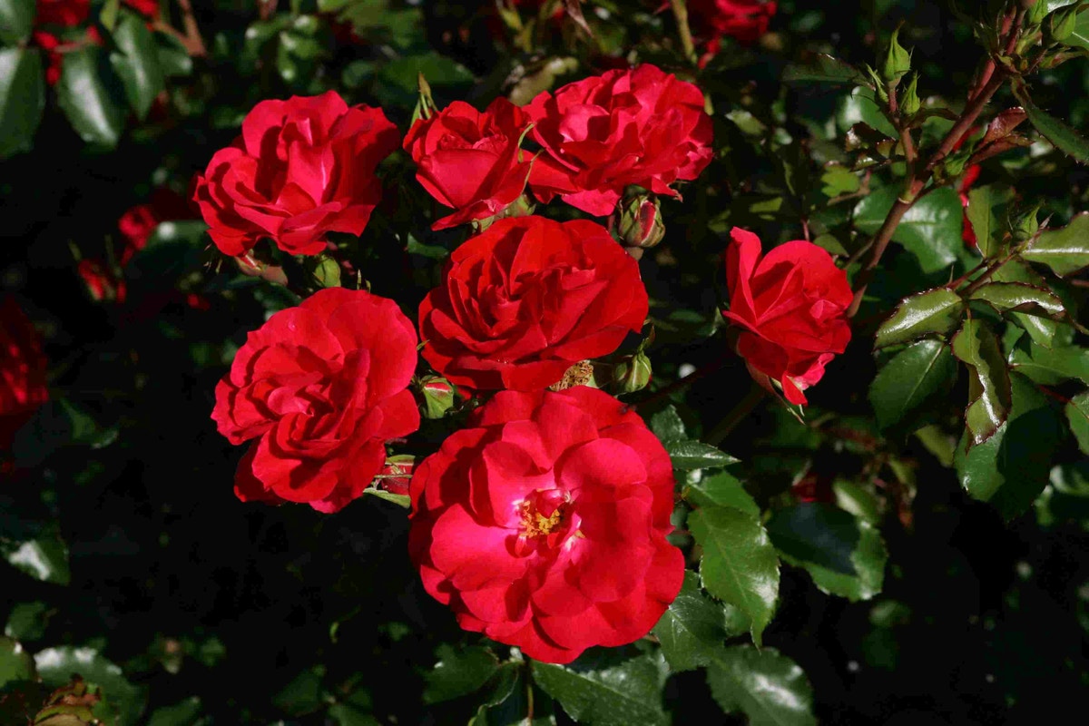 Bodembedekkende roos (Rosa 'Rotilia')