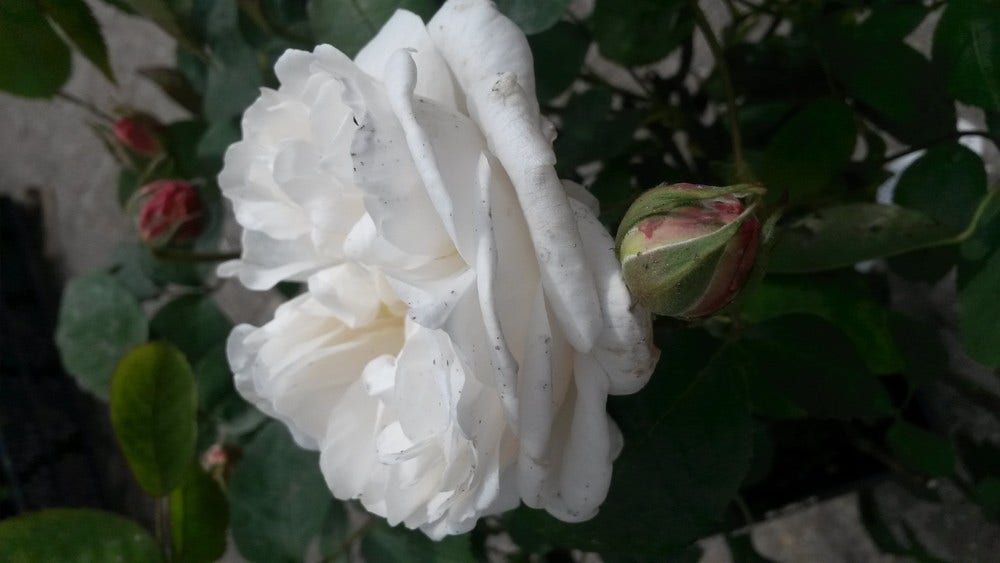 Engelse Roos (Rosa 'Winchester Cathedrale')