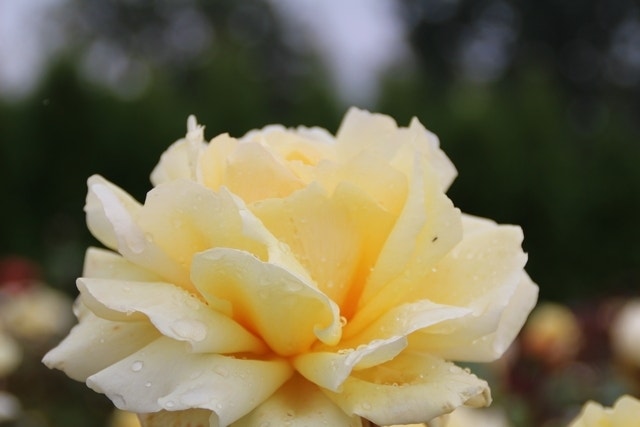 Grootbloemige Roos (Rosa 'Winter Sun')