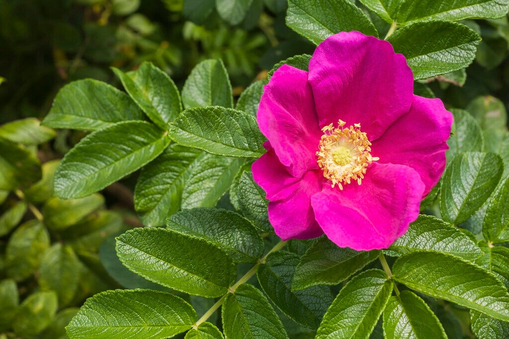 Rimpelroos (Rosa rugosa)