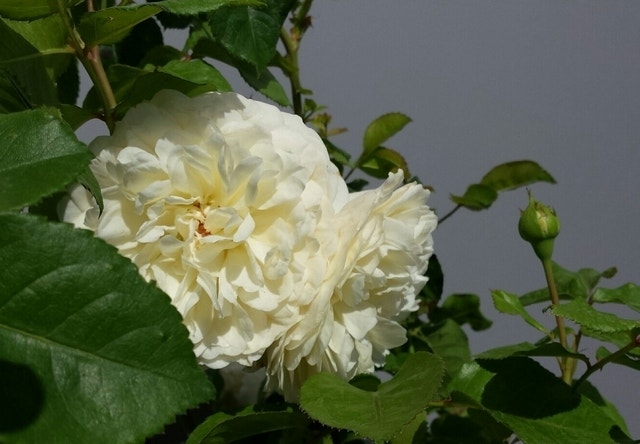 Grootbloemige roos (Rosa 'Tranquility')