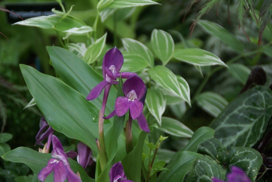 Gember Orchidee (Roscoea humeana)