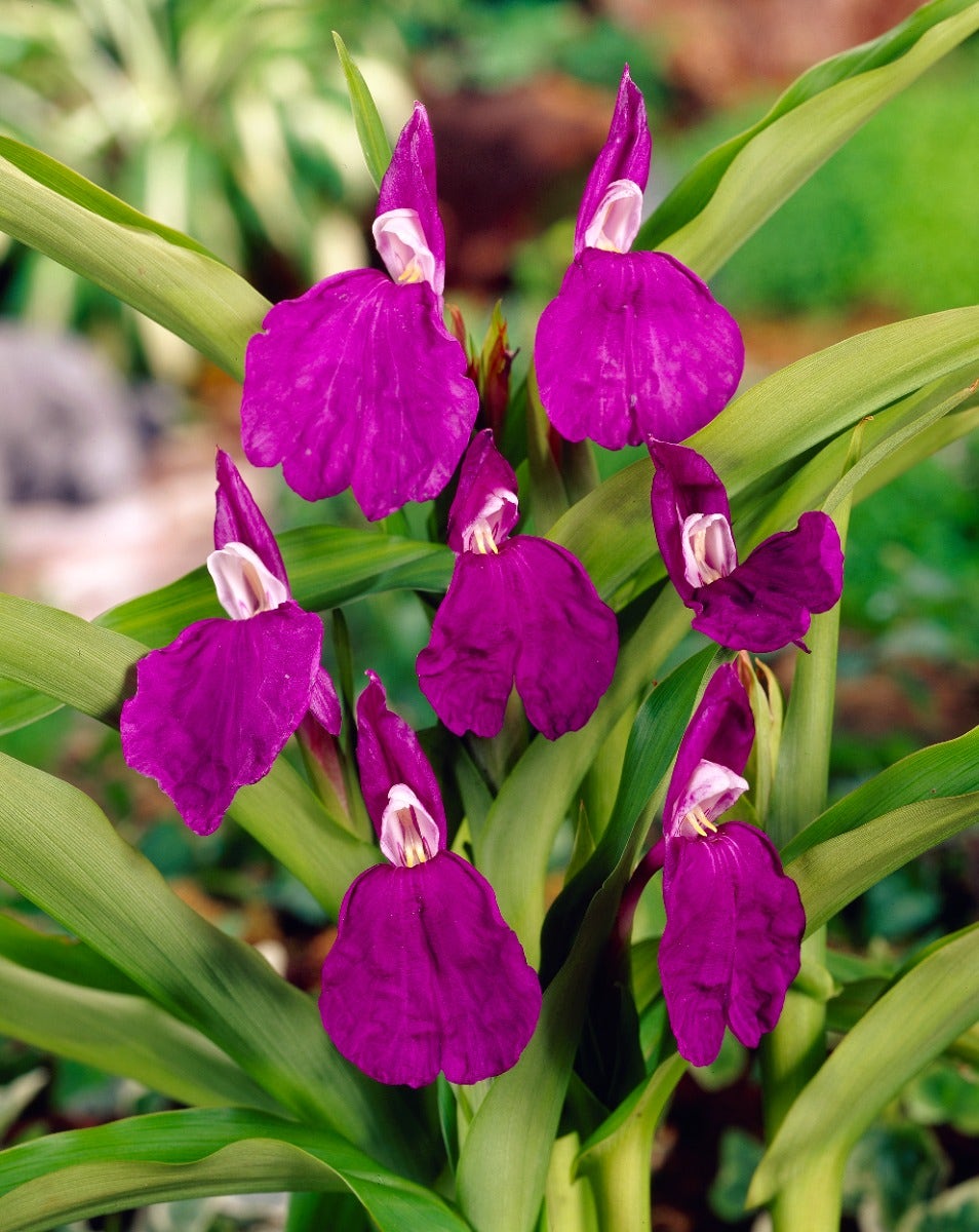 Gember Orchidee (Roscoea auriculata)