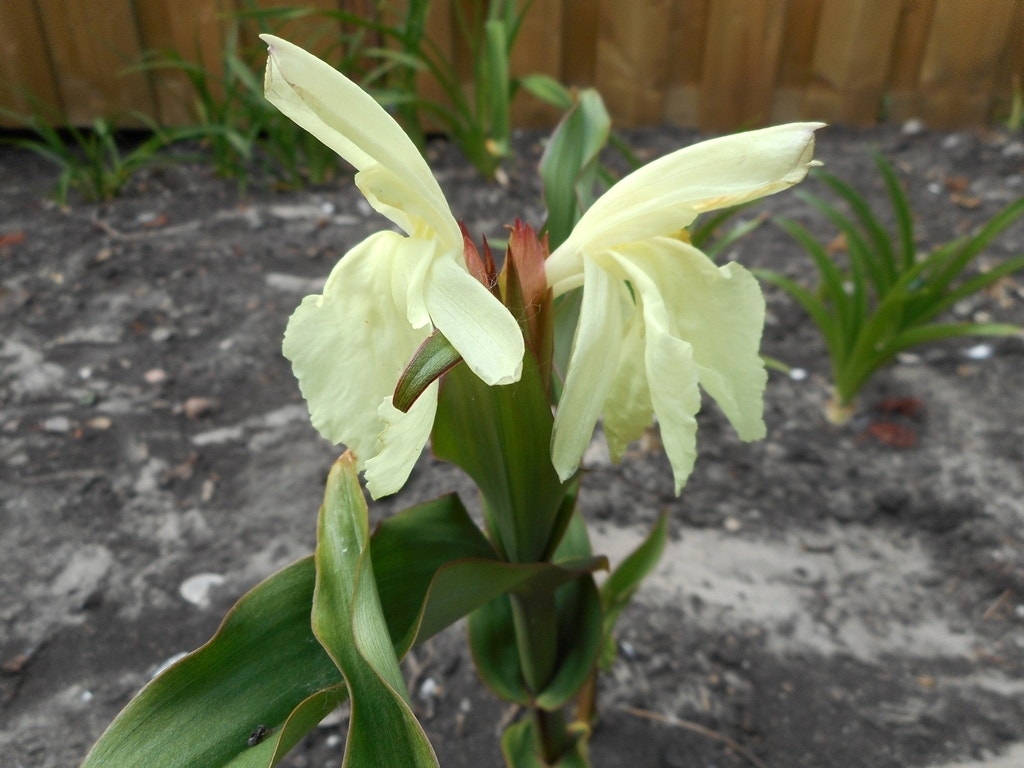 Gember Orchidee (Roscoea 'Beesiana')