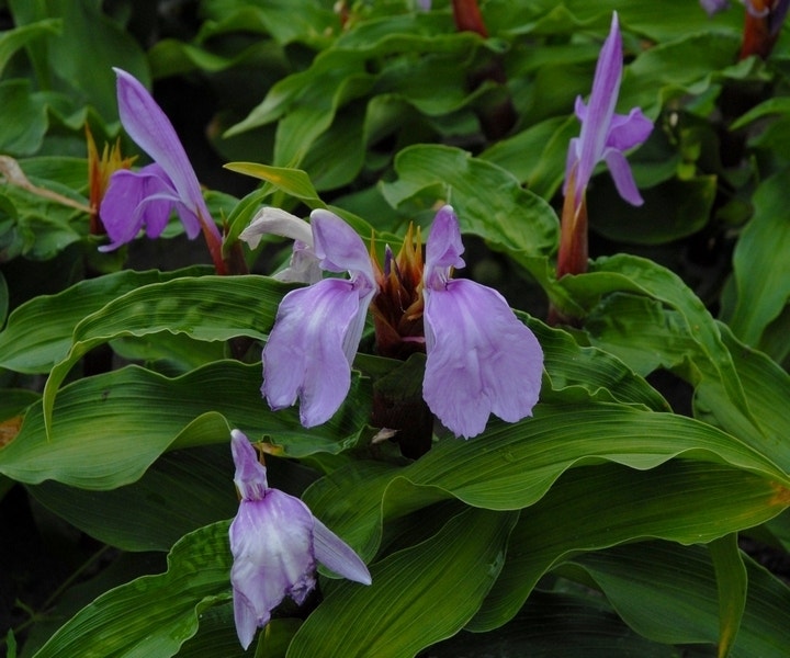 Gember Orchidee (Roscoea purpurea)