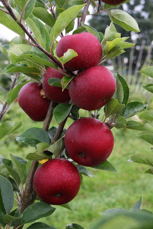 Lei-Appel (Malus domestica 'Rosette')