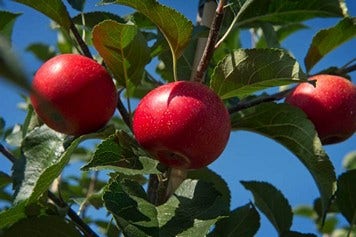 Appelboom (Malus domestica 'Rosette')