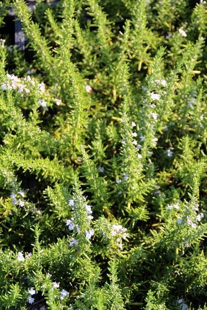 Rozemarijn (Rosmarinus officinalis 'Capri')