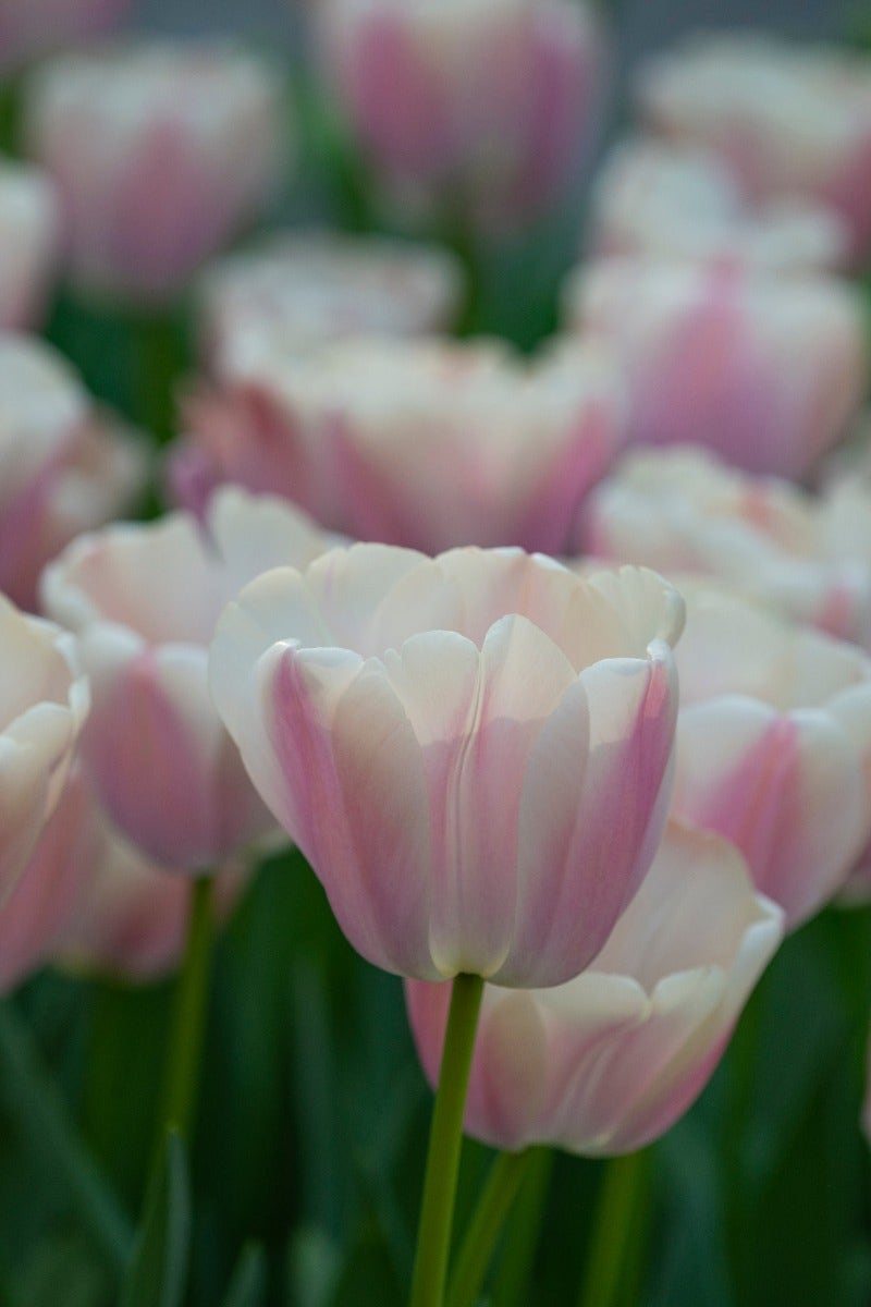 Tulp (Tulipa 'Royal Pride')