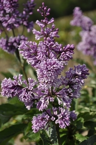 Sering (Syringa villosae ‘Royalty’)