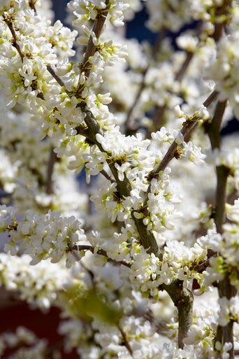 Chinese Judasboom (Cercis chinensis 'Shirobana')