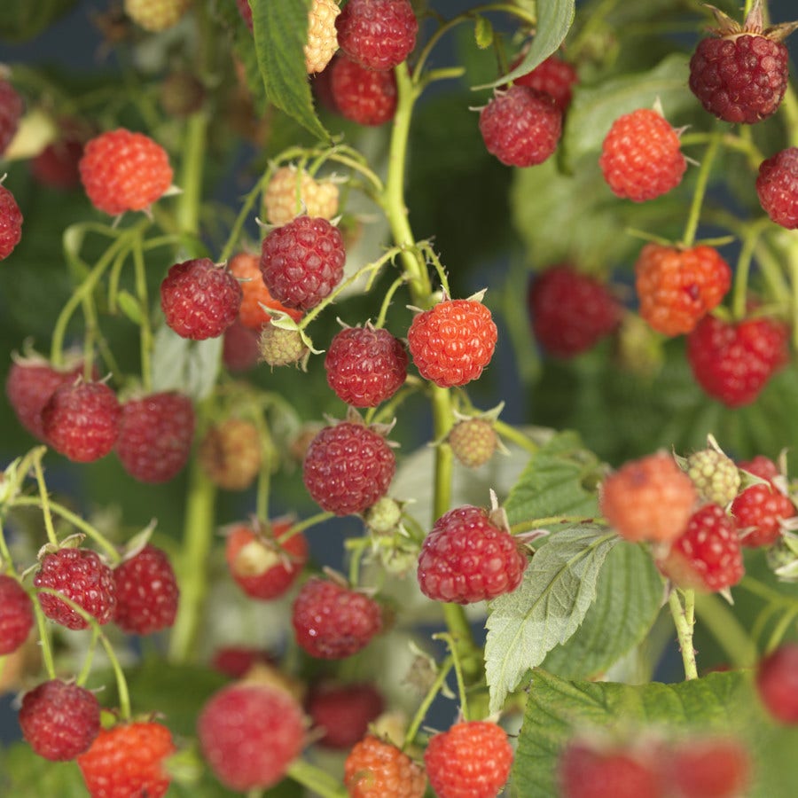 Framboos (Rubus idaeus 'Autumn Bliss')