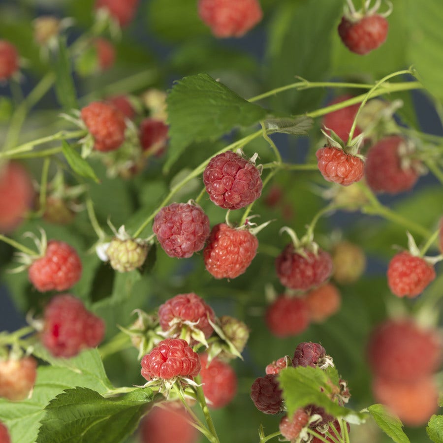 Framboos (Rubus idaeus 'Malling Promise')