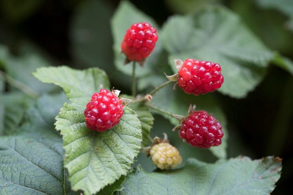 Taybes (Rubus 'Tayberry')