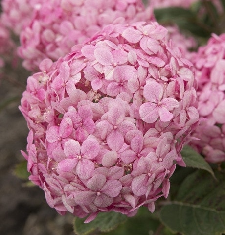 Hortensia (Hydrangea 'Ruby Annabelle')