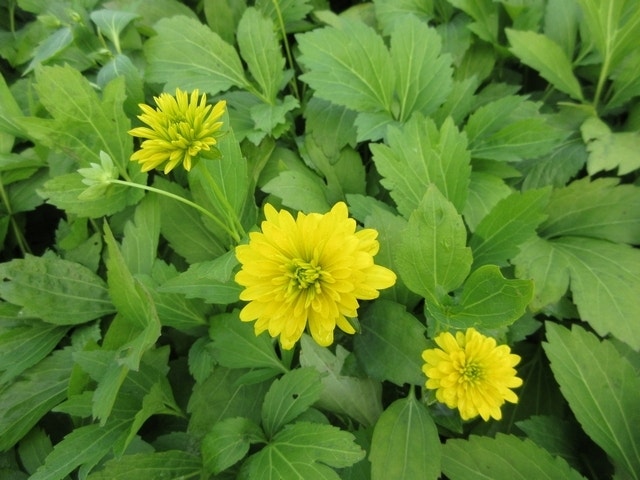 Zonnehoed (Rudbeckia laciniata 'Goldquelle')