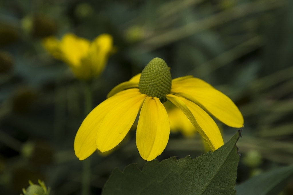 Zonnehoed (Rudbeckia nitida 'Herbstsonne')