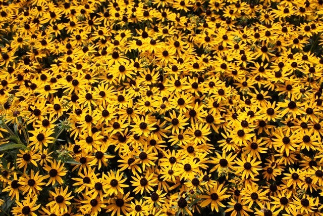 Zonnehoed (Rudbeckia fulgida 'Little Goldstar')