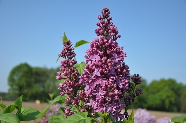 Sering (Syringa vulgaris 'Ruhm von Horstenstein')