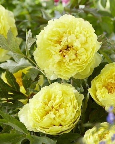 Pioenroos (Paeonia Itoh Rich and Sparkling® 'Saint-Tropez')