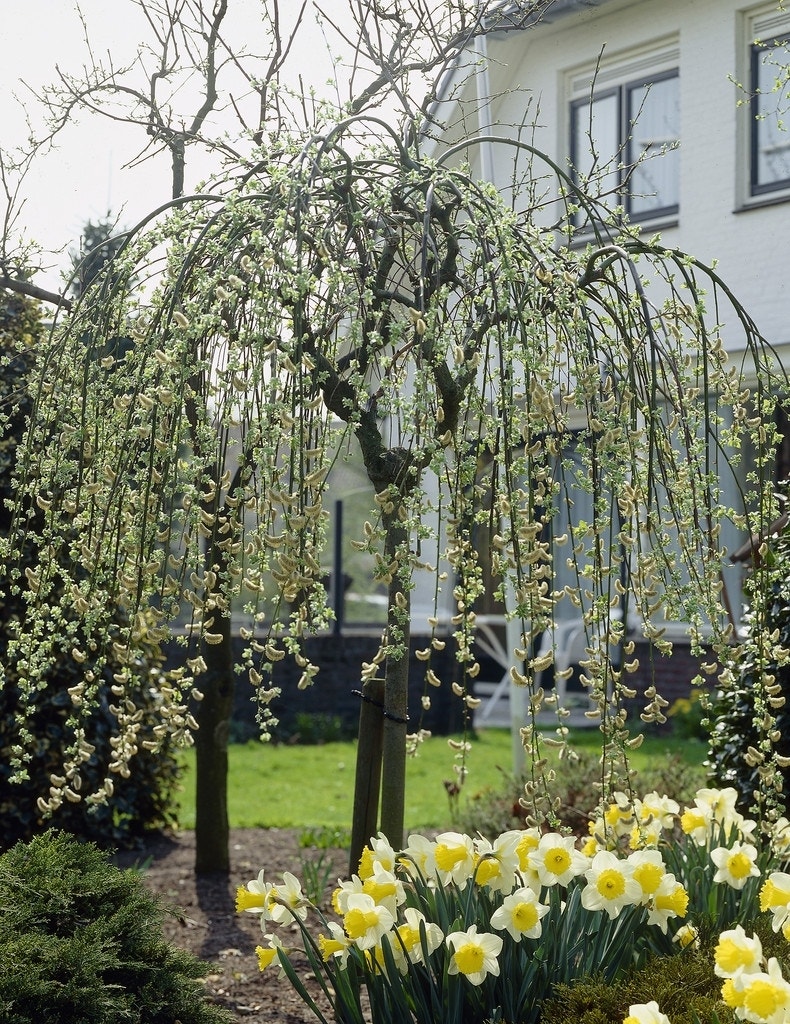 Treurwilg op stam (Salix caprea 'Kilmarnock')