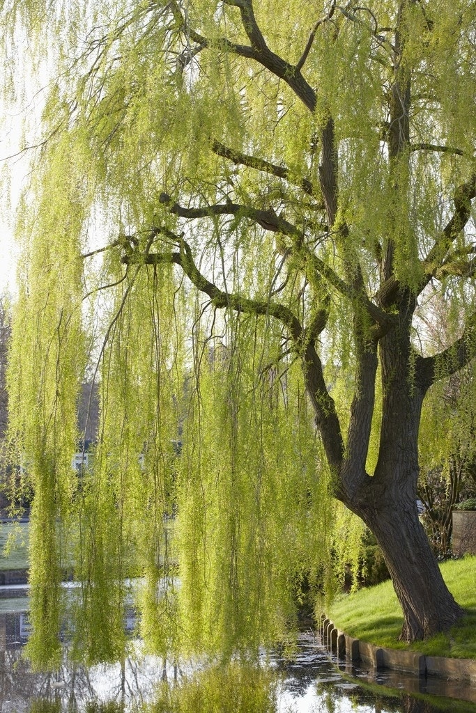 Treurwilg (Salix sepulcralis 'Chrysocoma')