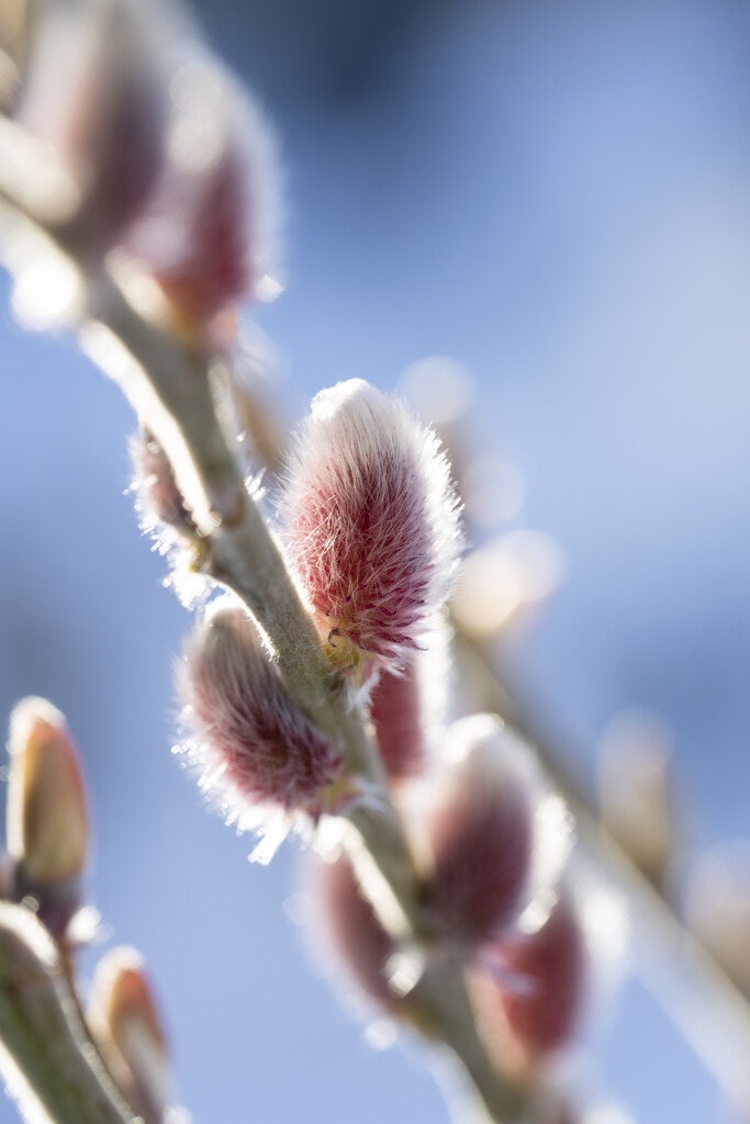 Roze katjeswilg (Salix gracilistyla 'Mount Aso')