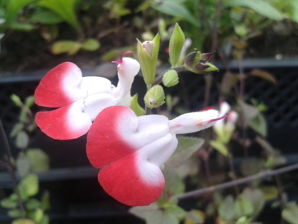 Salie (Salvia microphylla 'Hot Lips')